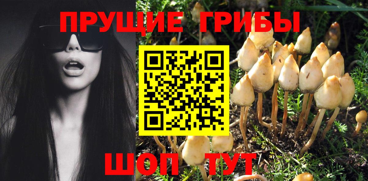 Псилоцибиновые грибы Psilocybine cubensis Черкесск