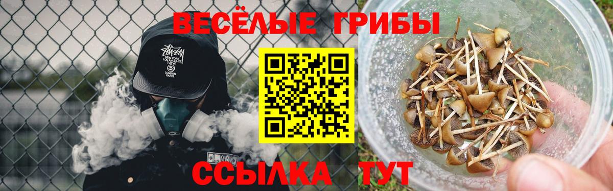 Псилоцибиновые грибы Psilocybine cubensis  Вход с VPN  Черкесск 